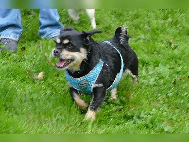 süßer Fritz sucht sein Zuhause in 88339 Bad Waldsee