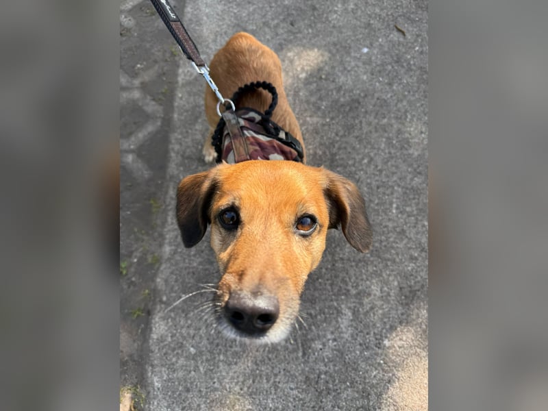 Bolle - lustiger Dackel-Mix wurde zur Waise