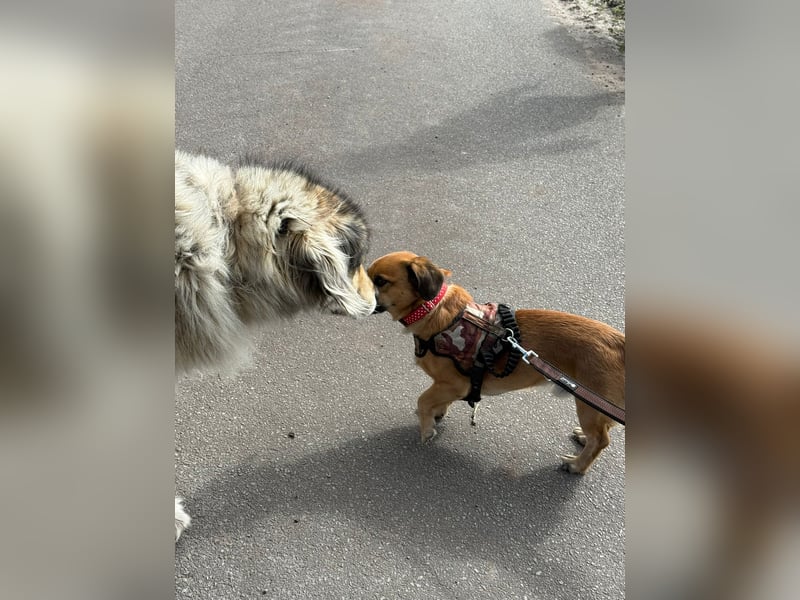 Bolle - lustiger Dackel-Mix wurde zur Waise