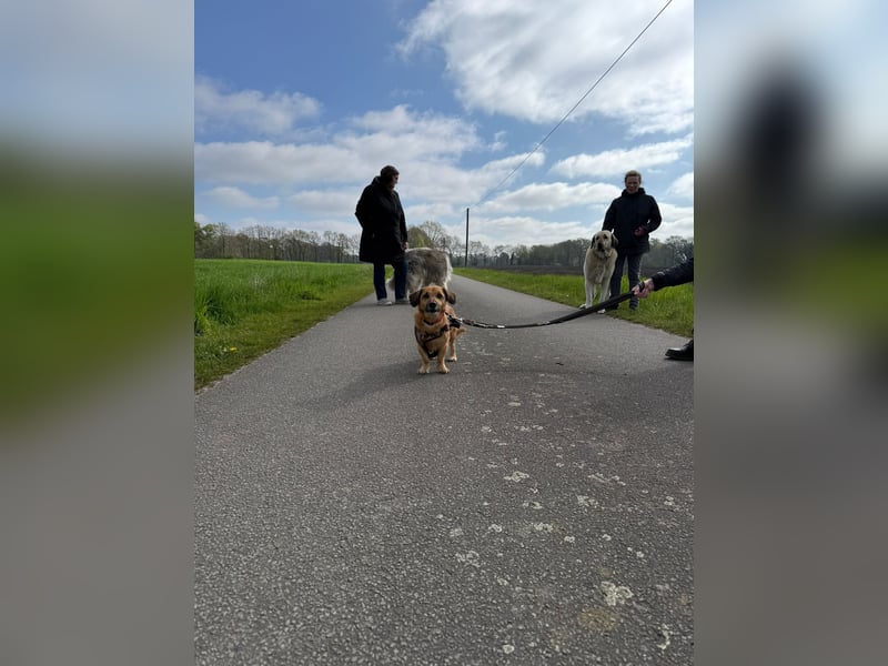 Bolle - lustiger Dackel-Mix wurde zur Waise