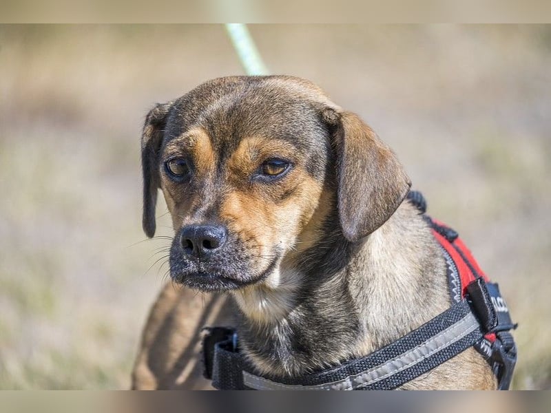 Füge - aktiver Mini Hund