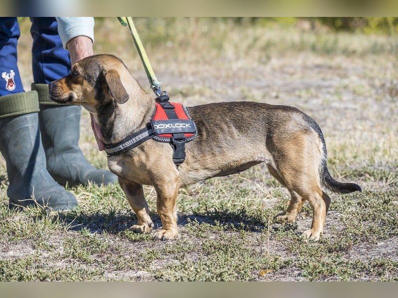 Füge - aktiver Mini Hund