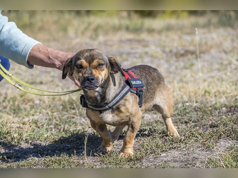 Füge - aktiver Mini Hund