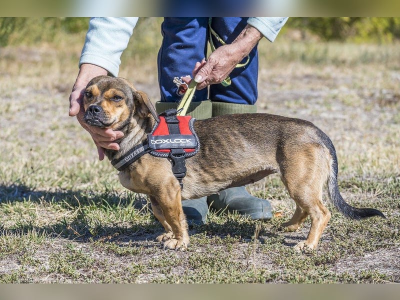 Füge - aktiver Mini Hund