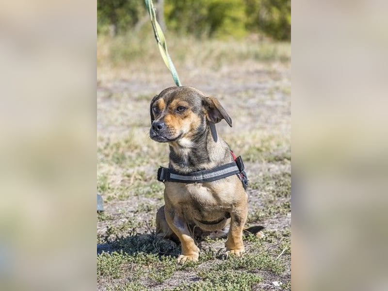 Füge - aktiver Mini Hund