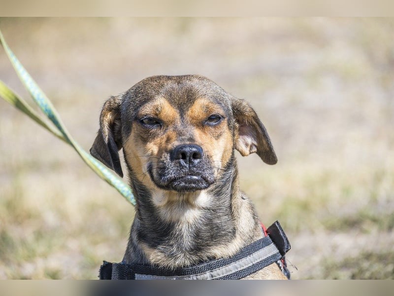 Füge - aktiver Mini Hund
