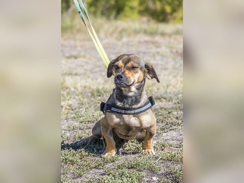 Füge - aktiver Mini Hund