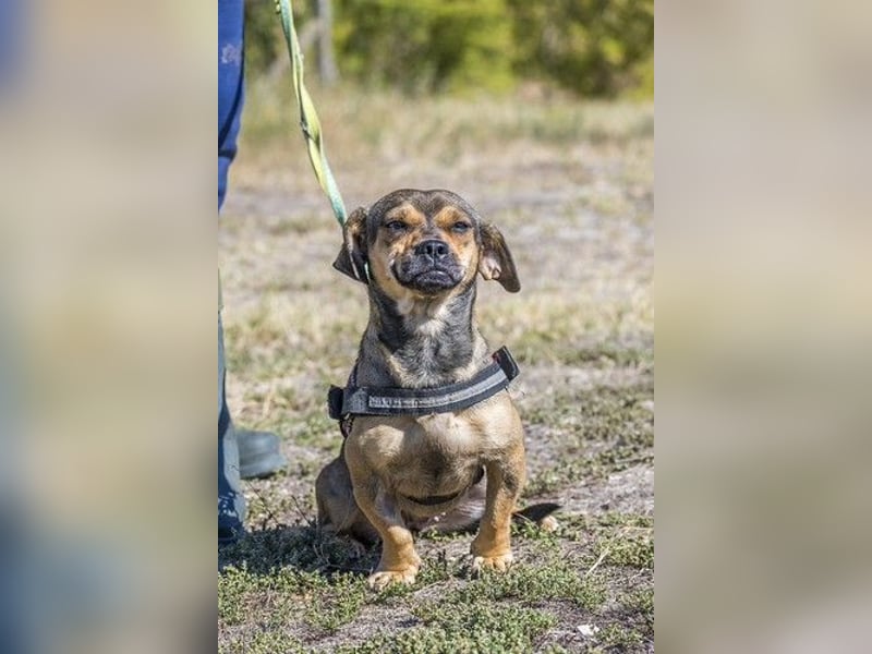 Füge - aktiver Mini Hund