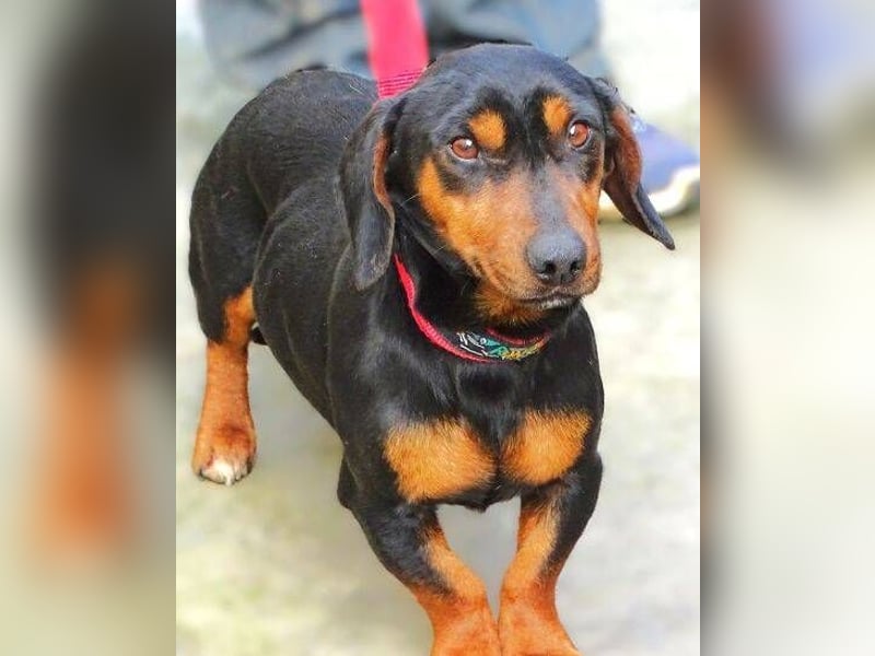 JACK wartet sehnsüchtig auf seine Menschen