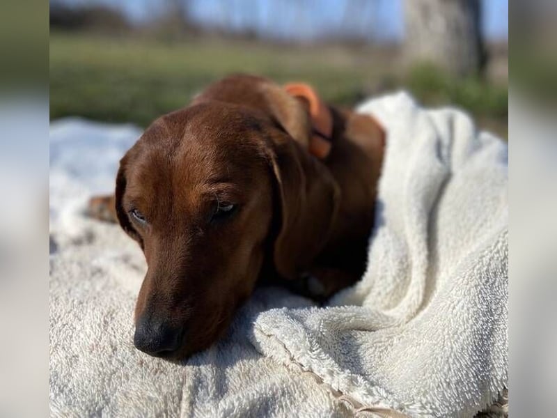PADDY wunderschöner Dackel
