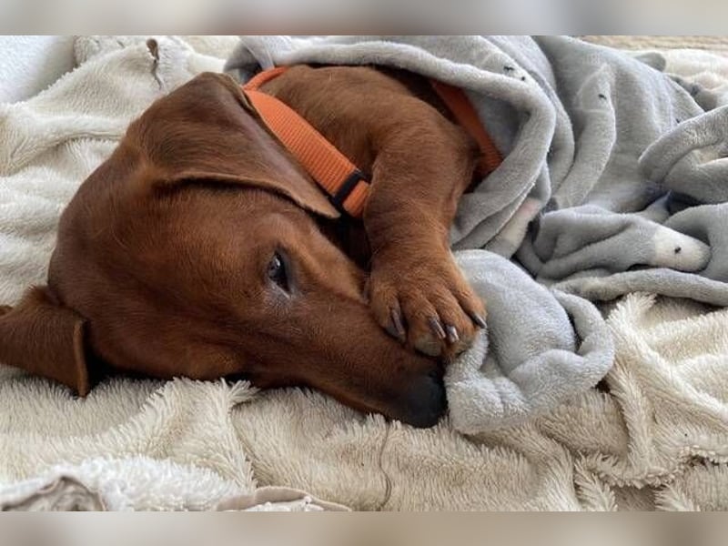 PADDY wunderschöner Dackel