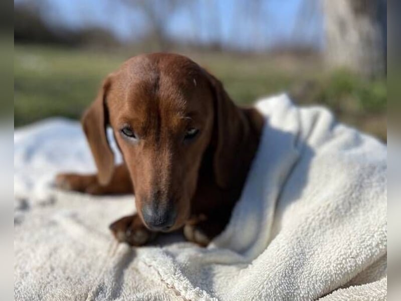 PADDY wunderschöner Dackel