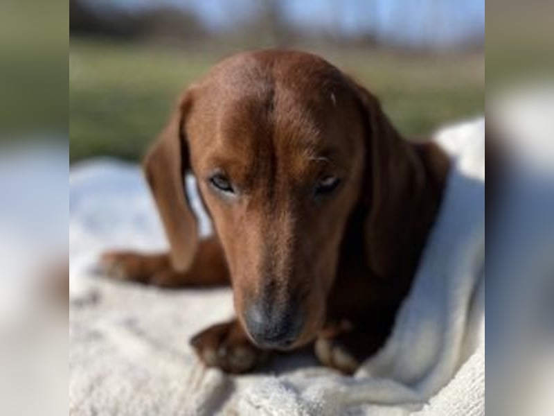 PADDY wunderschöner Dackel