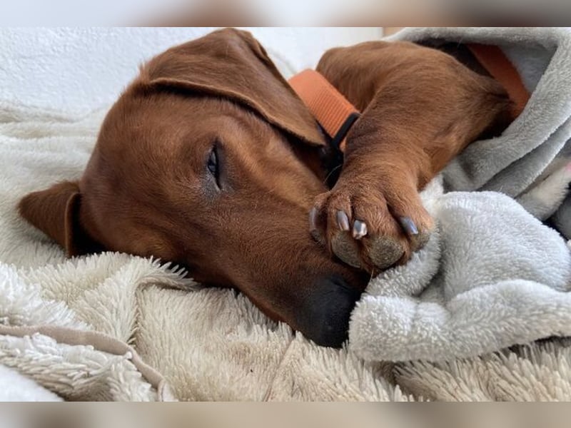 PADDY wunderschöner Dackel