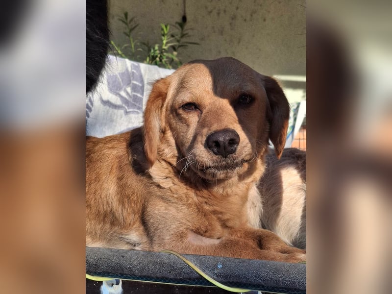 Kody – kleiner Charmeur sucht liebevolles Zuhause