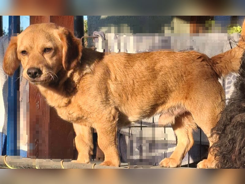 Kody – kleiner Charmeur sucht liebevolles Zuhause