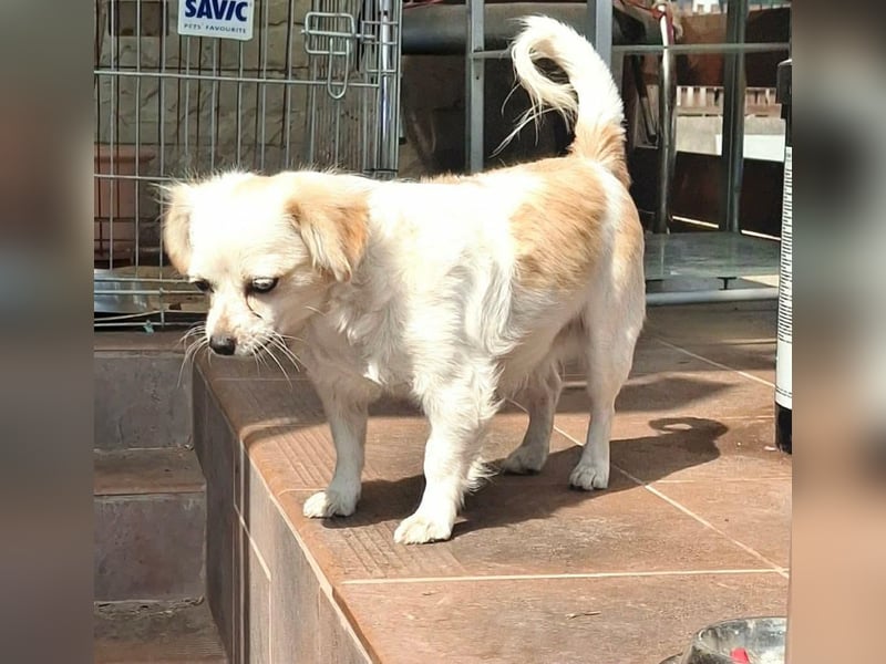 Kinga – kleine Dackel-Spaniel-Mix-Hündin sucht ein liebevolles Zuhause