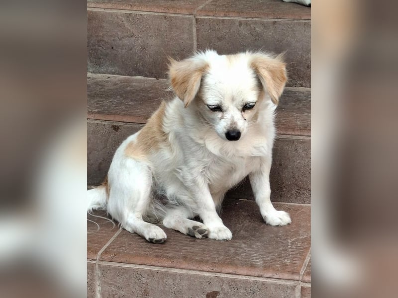 Kinga – kleine Dackel-Spaniel-Mix-Hündin sucht ein liebevolles Zuhause