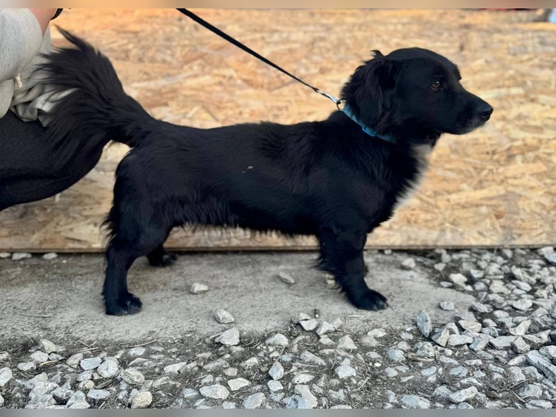 FIFI ca. 5 J. kleiner Dackelmix-Dickkopf sucht seine Menschen