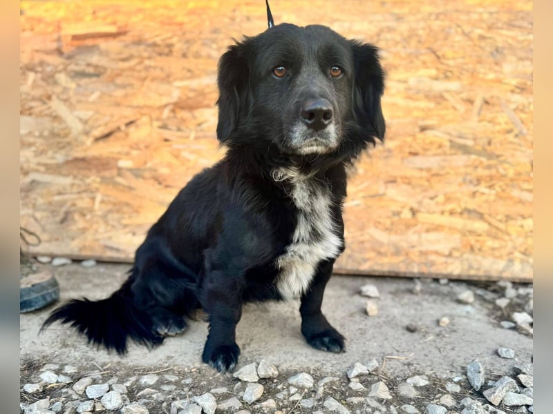 FIFI ca. 5 J. kleiner Dackelmix-Dickkopf sucht seine Menschen