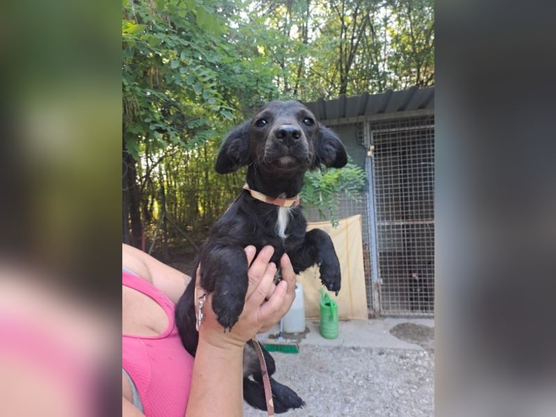 BRIGET ca. 1 J. schüchterne Dackelmix-Mädchen sucht Liebe