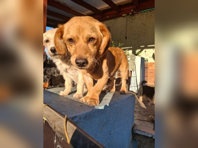 Kody – kleiner Charmeur sucht liebevolles Zuhause