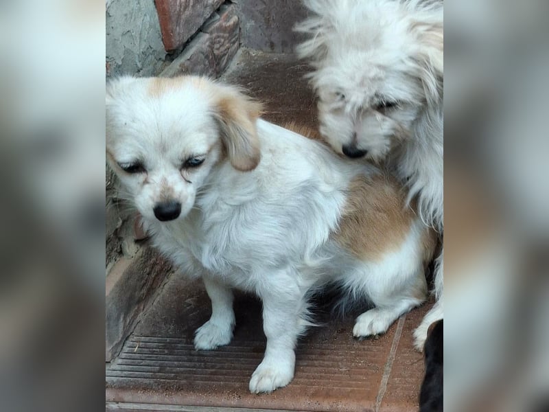 Kinga – kleine Dackel-Spaniel-Mix-Hündin sucht ein liebevolles Zuhause