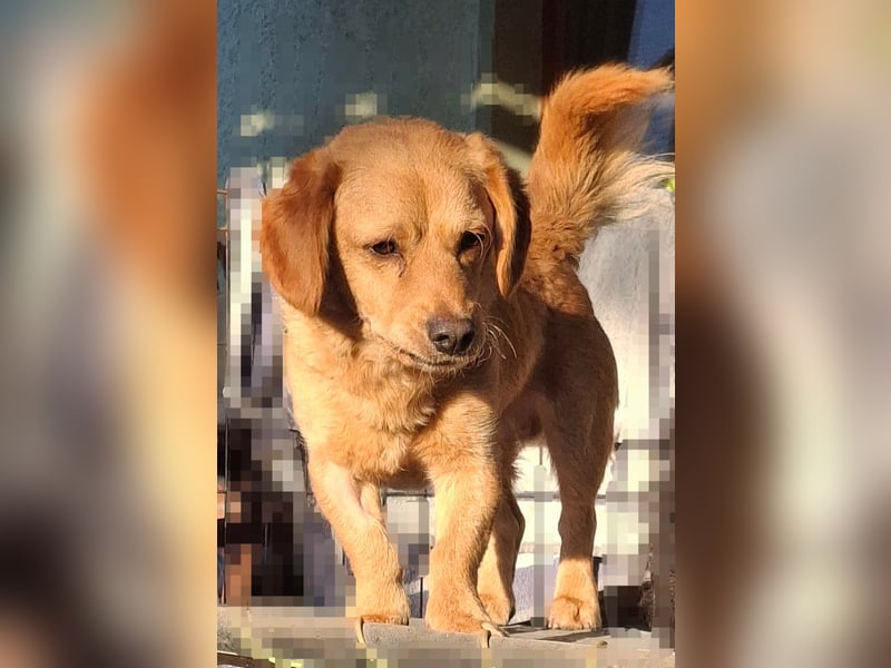 Kody – kleiner Charmeur sucht liebevolles Zuhause