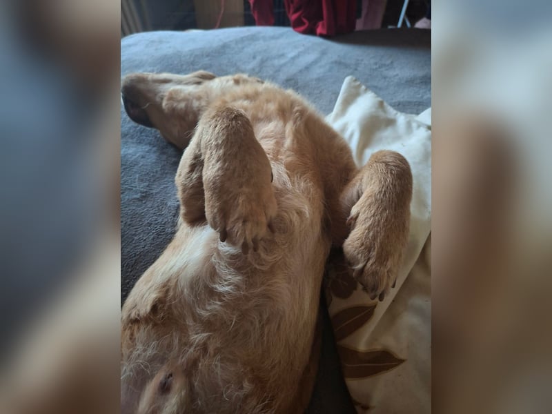 Kody – kleiner Charmeur sucht liebevolles Zuhause
