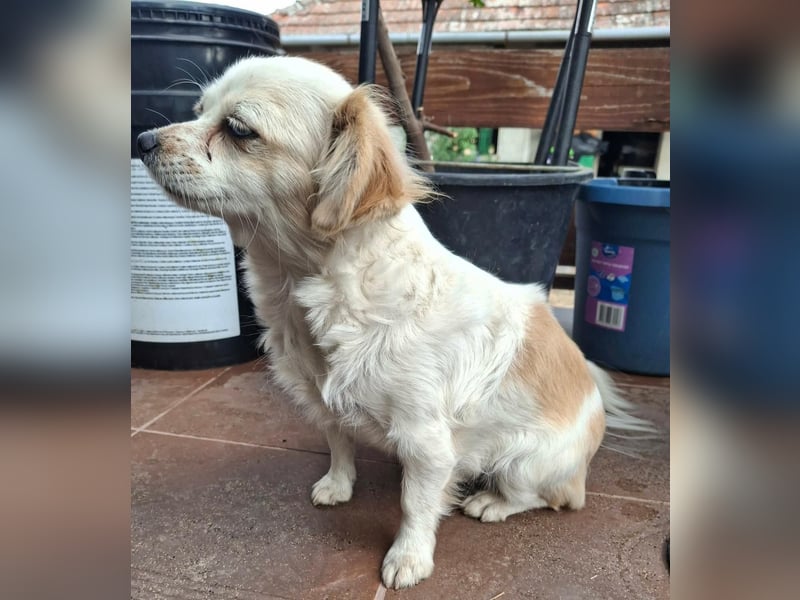 Kinga – kleine Dackel-Spaniel-Mix-Hündin sucht ein liebevolles Zuhause