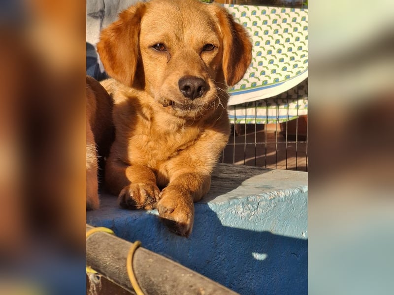 Kody – kleiner Charmeur sucht liebevolles Zuhause