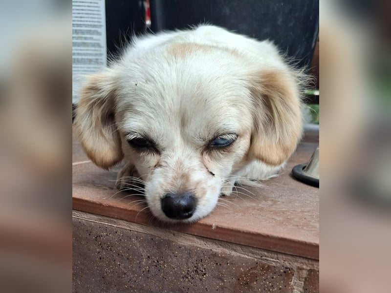 Kinga – kleine Dackel-Spaniel-Mix-Hündin sucht ein liebevolles Zuhause