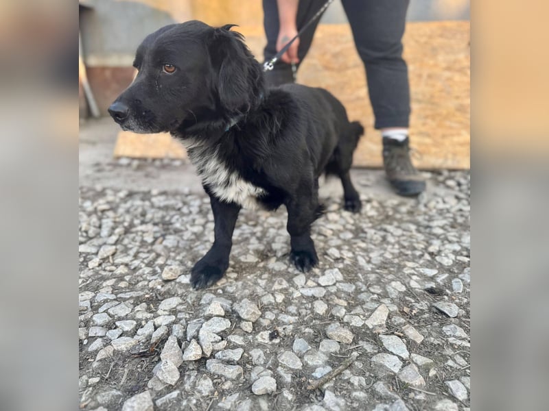 FIFI ca. 5 J. kleiner Dackelmix-Dickkopf sucht seine Menschen