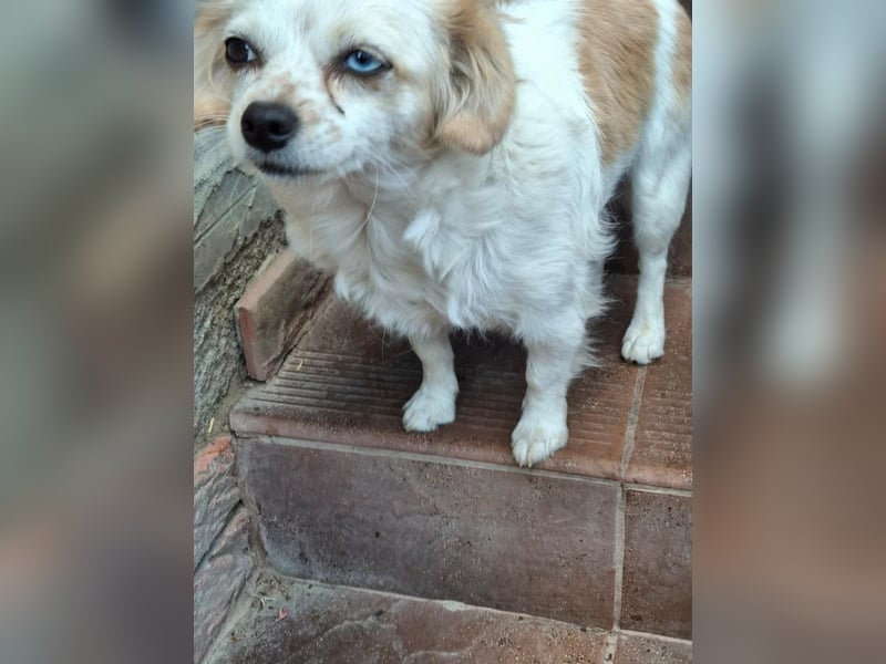 Kinga – kleine Dackel-Spaniel-Mix-Hündin sucht ein liebevolles Zuhause