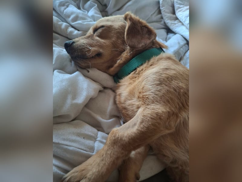 Kody – kleiner Charmeur sucht liebevolles Zuhause