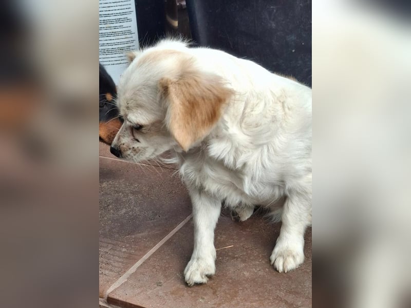 Kinga – kleine Dackel-Spaniel-Mix-Hündin sucht ein liebevolles Zuhause