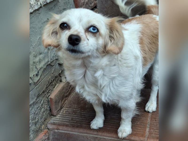 Kinga – kleine Dackel-Spaniel-Mix-Hündin sucht ein liebevolles Zuhause