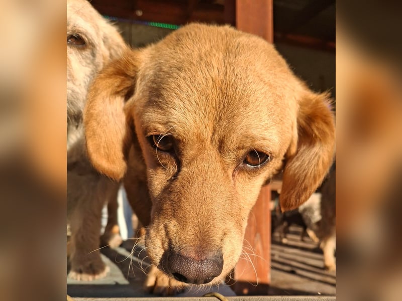 Kody – kleiner Charmeur sucht liebevolles Zuhause