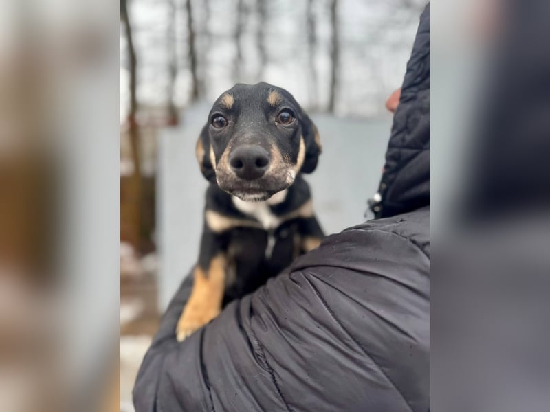 ZORAN ca. 6 mon. lebenslustiger Mischlingsjunge