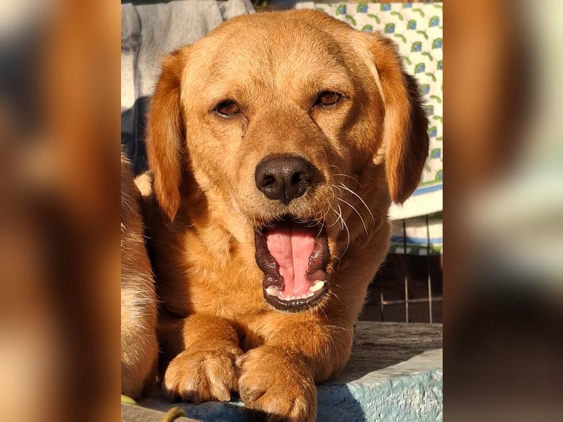 Kody – kleiner Charmeur sucht liebevolles Zuhause