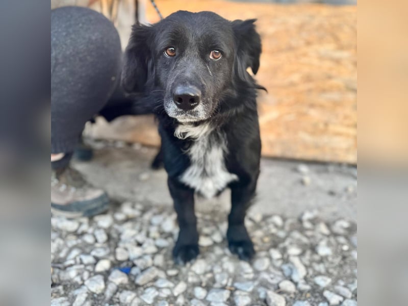 FIFI ca. 5 J. kleiner Dackelmix-Dickkopf sucht seine Menschen