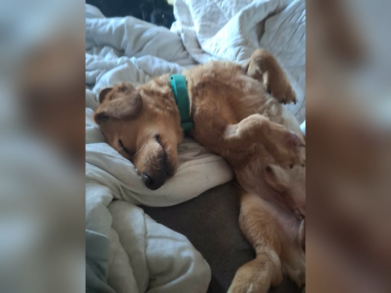 Kody – kleiner Charmeur sucht liebevolles Zuhause