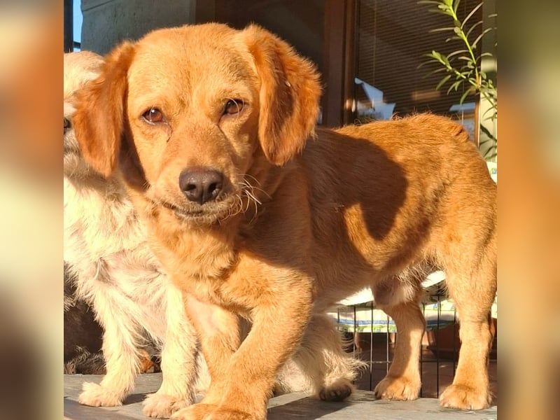 Kody – kleiner Charmeur sucht liebevolles Zuhause