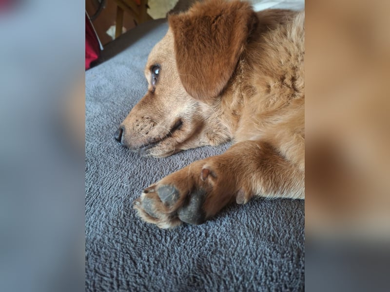 Kody – kleiner Charmeur sucht liebevolles Zuhause