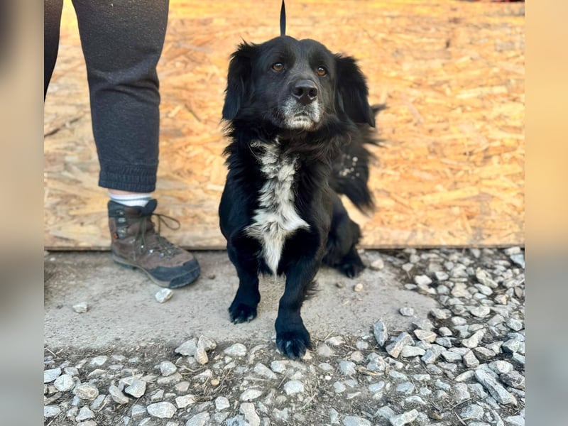 FIFI ca. 5 J. kleiner Dackelmix-Dickkopf sucht seine Menschen