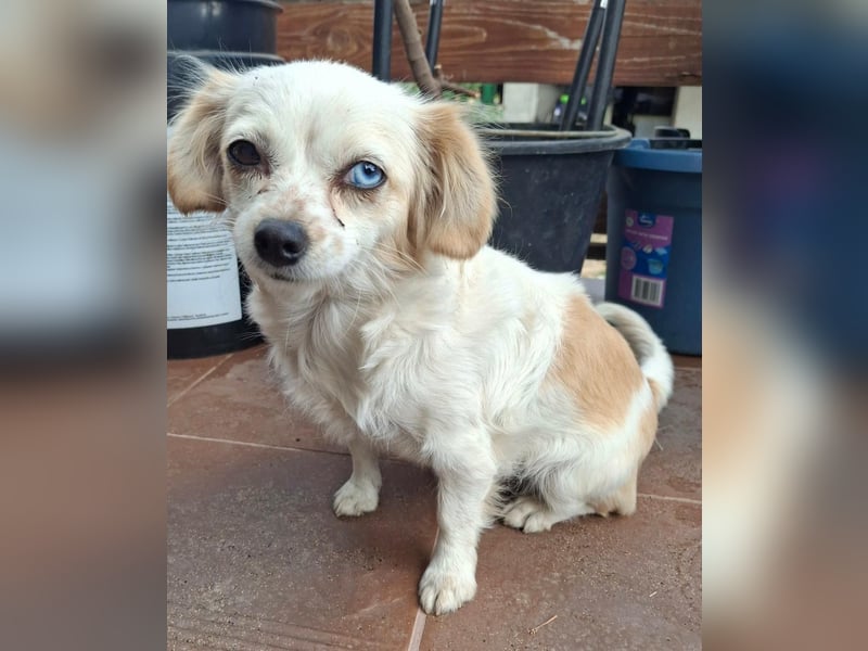 Kinga – kleine Dackel-Spaniel-Mix-Hündin sucht ein liebevolles Zuhause