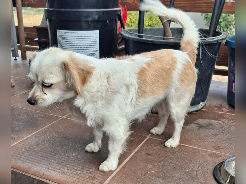 Kinga – kleine Dackel-Spaniel-Mix-Hündin sucht ein liebevolles Zuhause