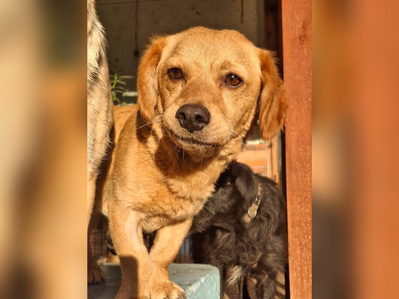 Kody – kleiner Charmeur sucht liebevolles Zuhause