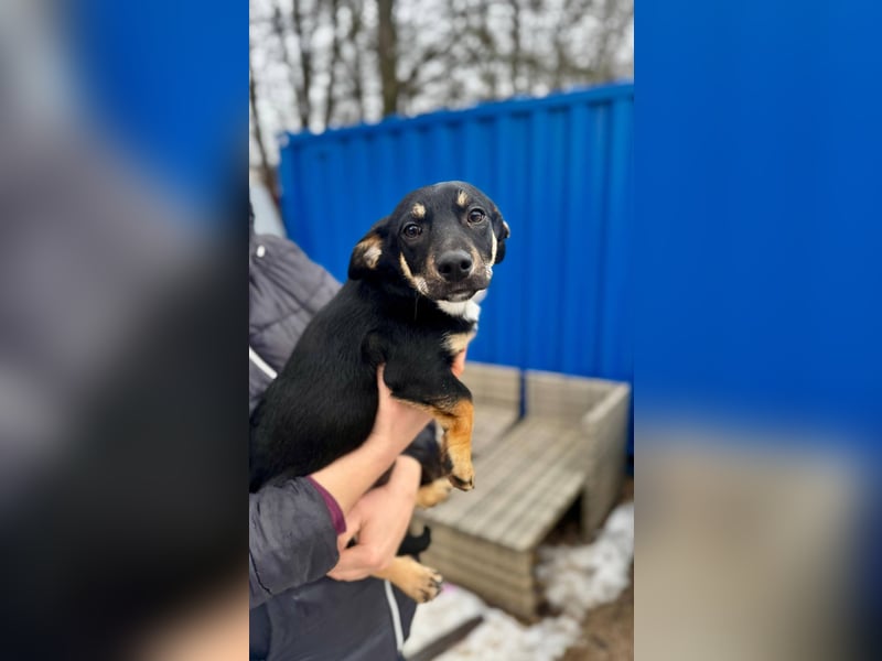 ZORAN ca. 6 mon. lebenslustiger Mischlingsjunge