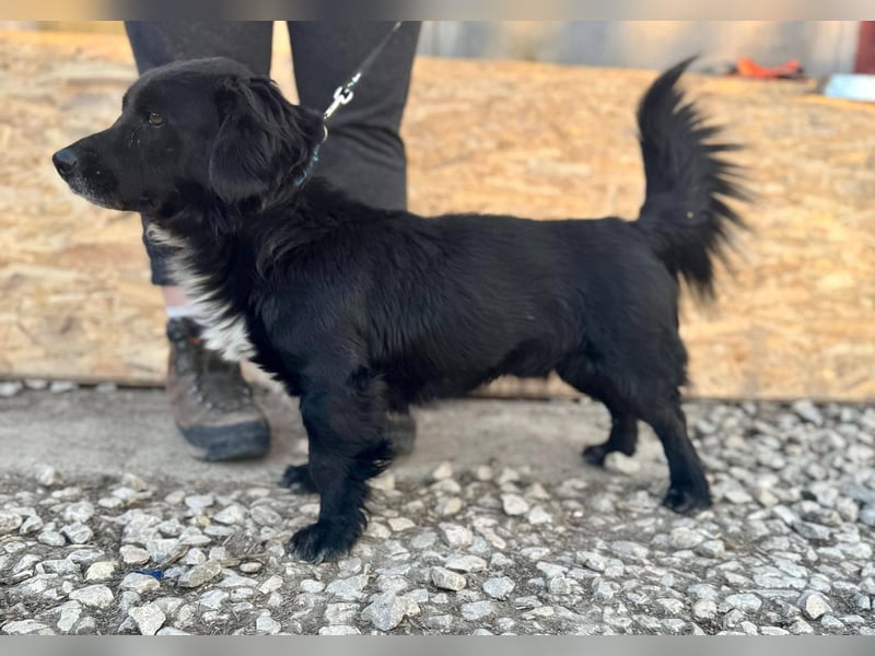 FIFI ca. 5 J. kleiner Dackelmix-Dickkopf sucht seine Menschen